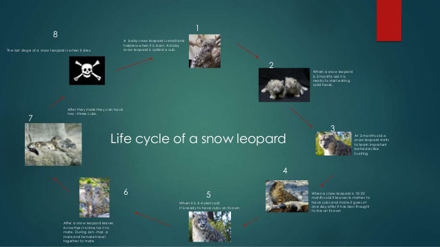 Snow Leopards