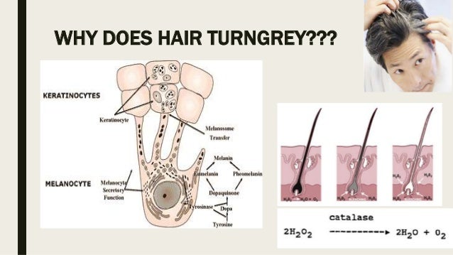 Mimic Melanin Why Does Hair Turngrey