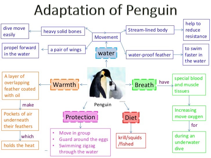 adaptation of penguin Mind-map-3penguin-1-728