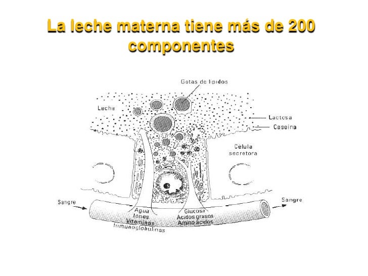 Minerales y vitaminas en la leche materna Minerales y vitaminas en la leche materna