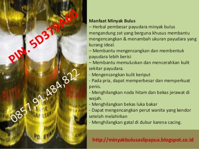 minyak bulus papua harga minyak bulus papua tidak bau minyak bulus papua harga minyak bulus papua tidak bau