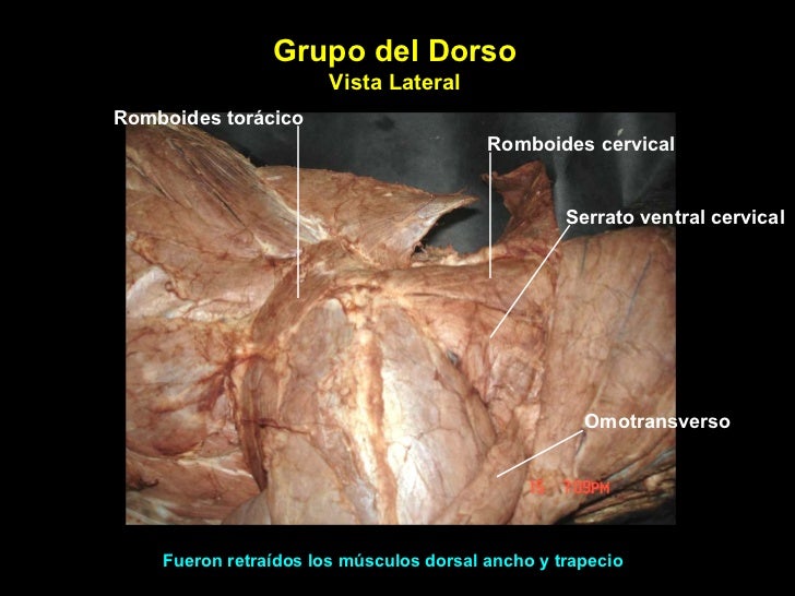 Slot ventral cervical perros