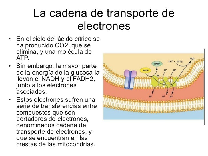 Mitocondria y respiración celular