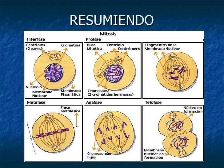 Resultado de imagen para mitosis