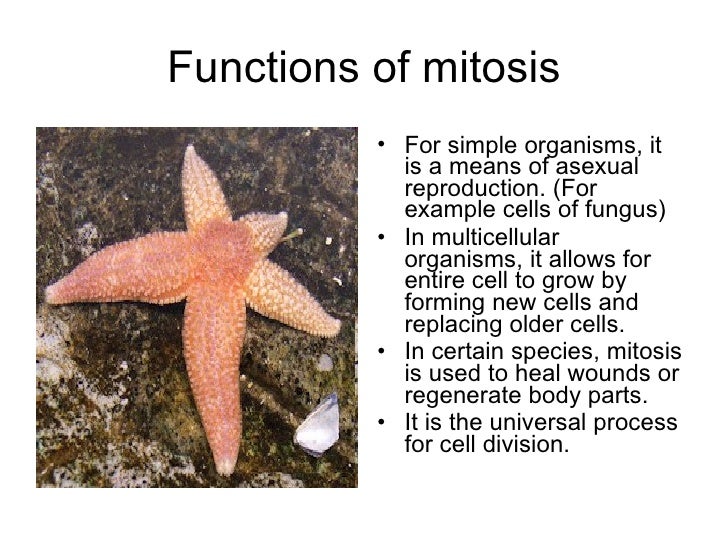 Mitosis and cell reproduction