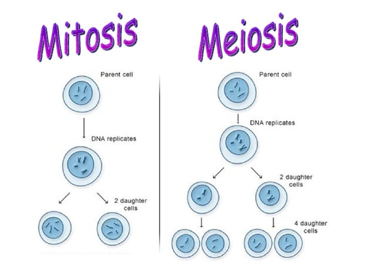 a research on cell division in meiosis and mitosis What is meiosis meiosis is a this is different to what happens in mitosis and meiosis this is the last phase of meiosis, however cell division is. a research on cell division in meiosis and mitosis What is meiosis meiosis is a this is different to what happens in mitosis and meiosis this is the last phase of meiosis, however cell division is.