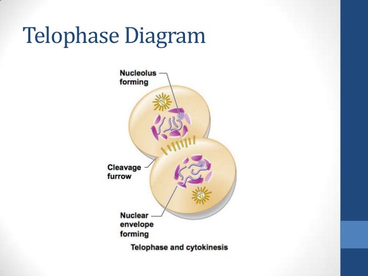 reverse transcription
