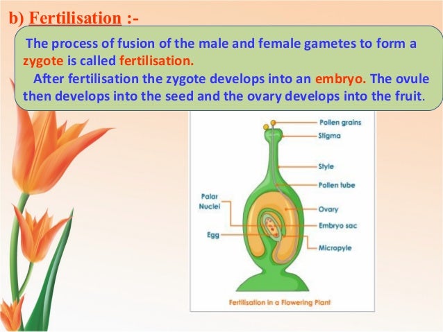 modes of reproduction modes of reproduction