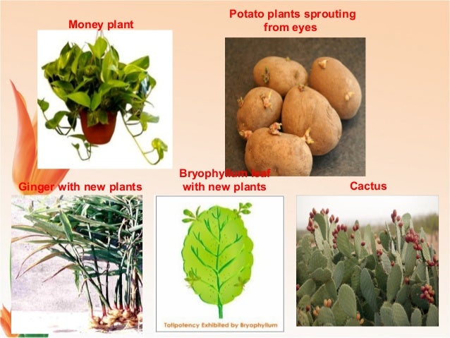 modes of reproduction modes of reproduction