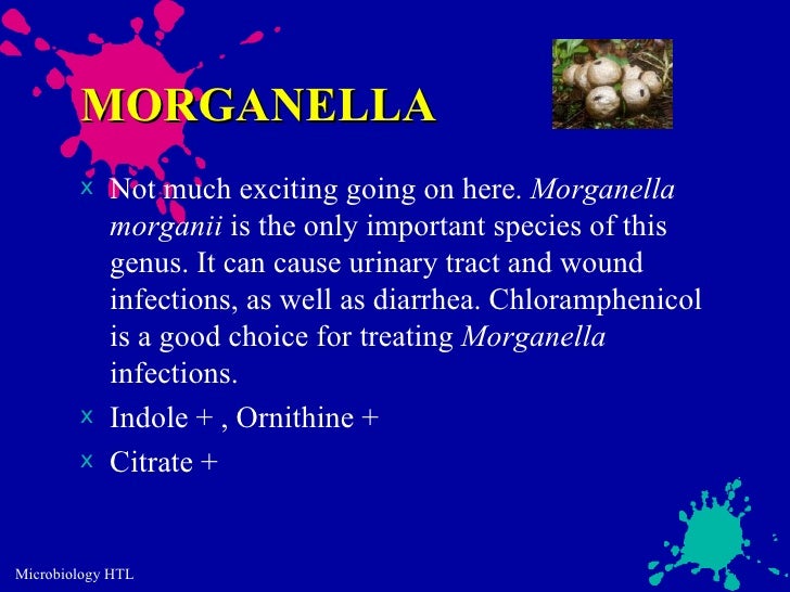 Module7 bacilli120620071554phpapp01