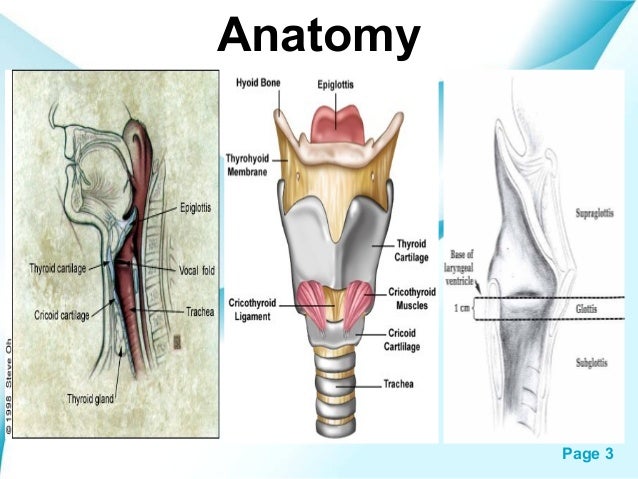supraglottic larynx anatomy ct
