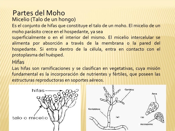 Mohos levaduras Y Bacterias Mohos levaduras Y Bacterias