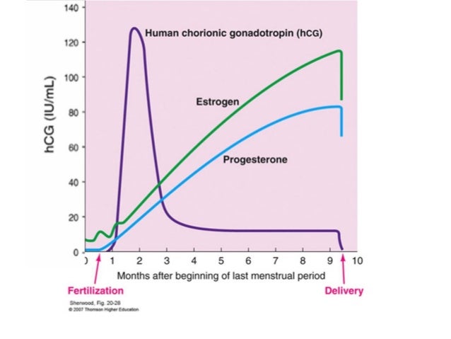 Molar pregnancy