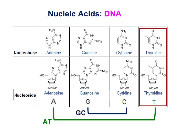 Molecular Biology 17