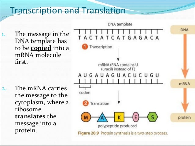 steps in protein synthesis