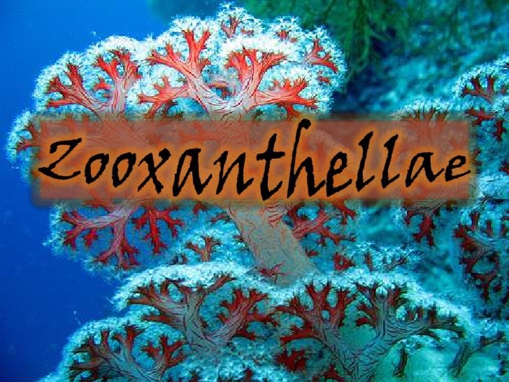 Zooxanthellae And Coral Reefs Zooxanthellae And Coral Reefs