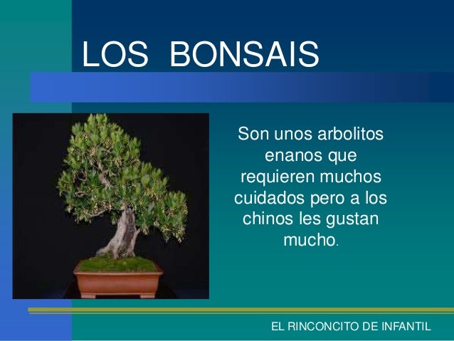 LOS BONSAIS       Son unos arbolitos           enanos que        requieren muchos       cuidados pero a los        chinos ...
