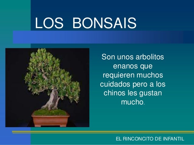 LOS BONSAIS Son unos arbolitos enanos que requieren muchos cuidados pero a los chinos ...