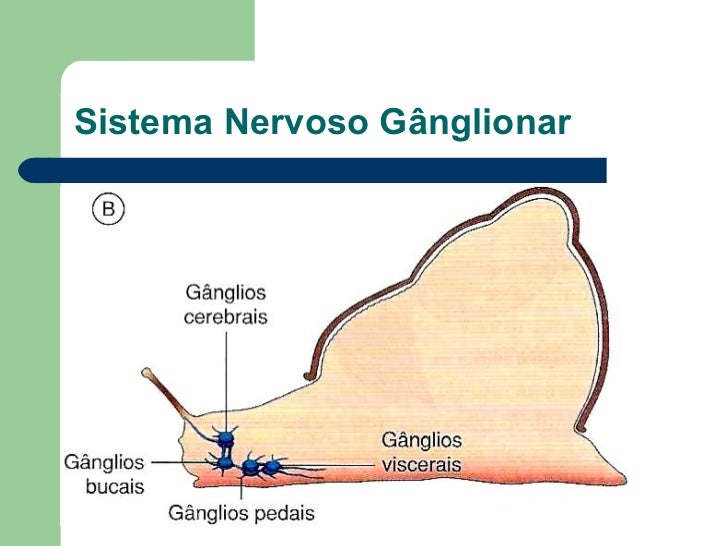 Moluscos1