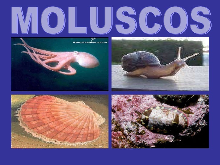 Moluscos