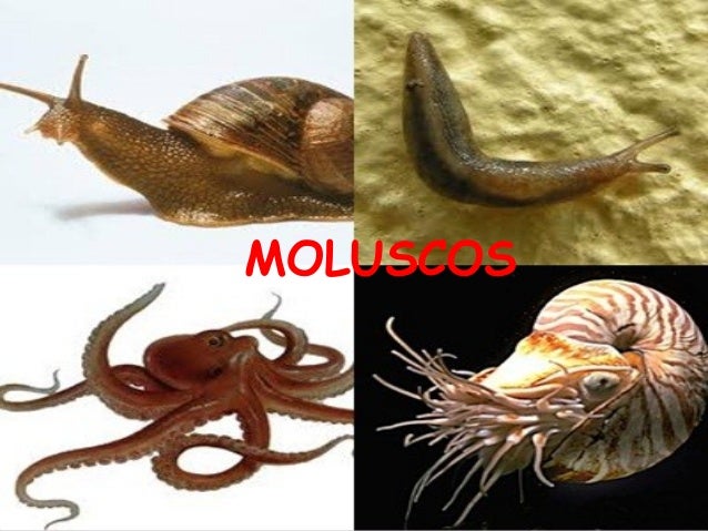 Moluscos