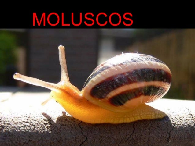 Moluscos