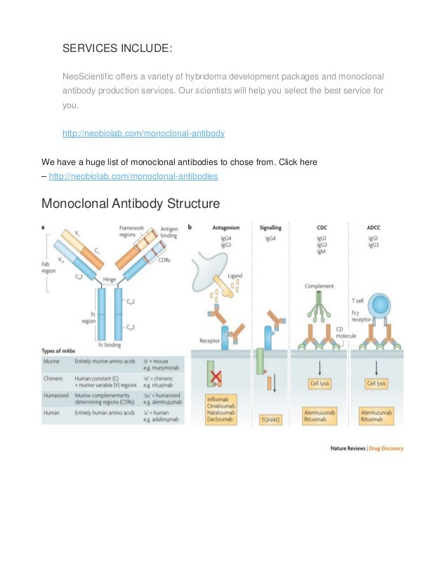 Monoclonal antibody definition