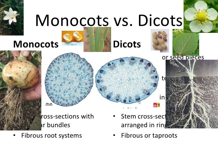 Monocots Vs Dicots Monocots Vs Dicots