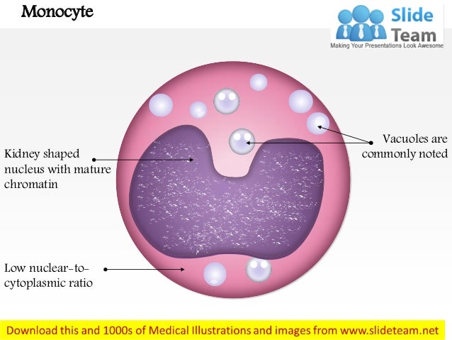 diagram of lymphocytes monocyte images for power point diagram of lymphocytes monocyte images for power point
