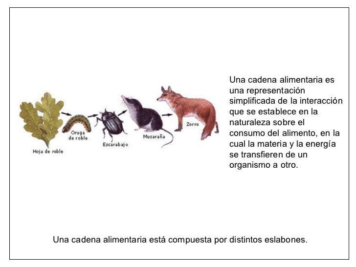 cadenas y redes troficas introduccion imagenes de cadenas alimenticias faciles de dibujar imagui cadenas y redes troficas introduccion imagenes de cadenas alimenticias faciles de dibujar imagui