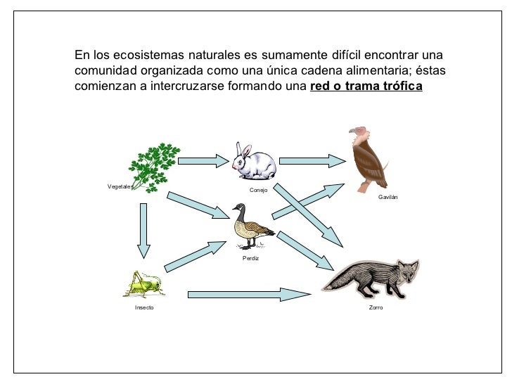 cadena alimenticia rama de la biologia etica y transformaci 243 n del entorno 102 abril 2013 cadena alimenticia rama de la biologia etica y transformaci 243 n del entorno 102 abril 2013