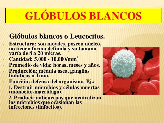 Morfofisiologia 2