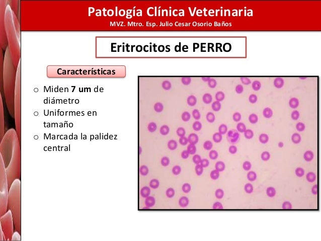 Patología Clínica Veterinaria
MVZ. Mtro. Esp. Julio Cesar Osorio Baños
Eritrocitos de PERRO
o Miden 7 um de
diámetro
o Uni...