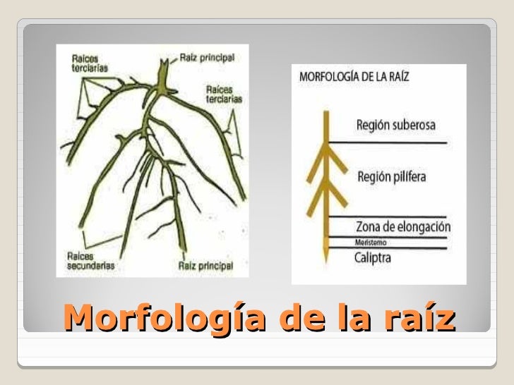 La crema de belleza que blanquea la línea pura