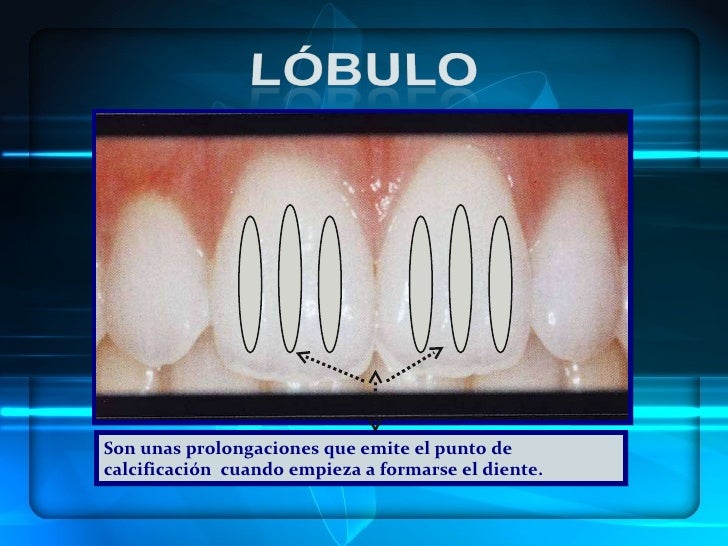 Morfologia dental