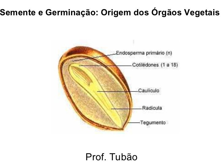 Morfologia vegetal, semente raiz caule e folha