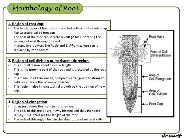 Parts of roots and their functions image