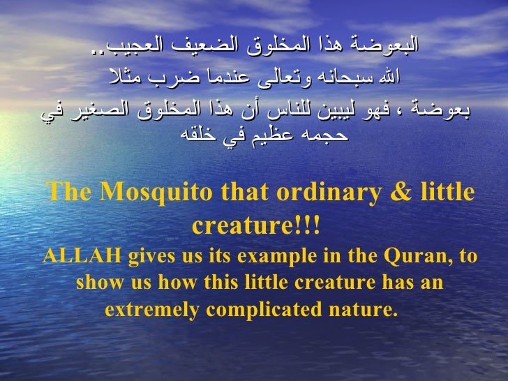 Image result for mosquito in Quran