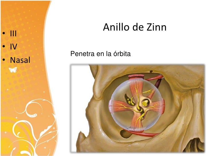 Motor ocular externo