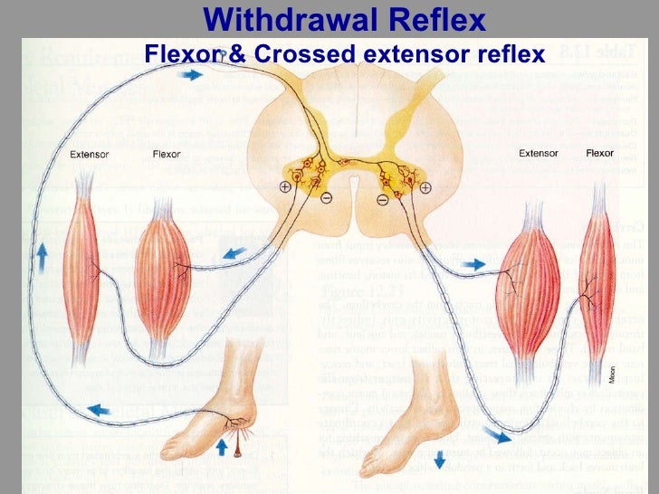 Motor system1 reflexes
