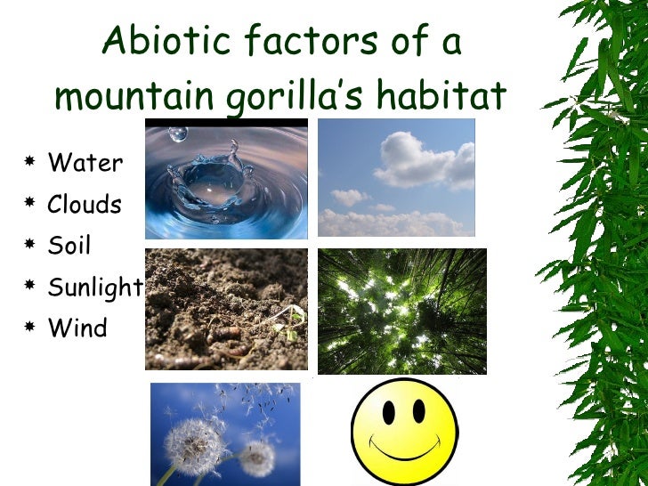 Mountain Gorilla Food Chains Biology Diagrams