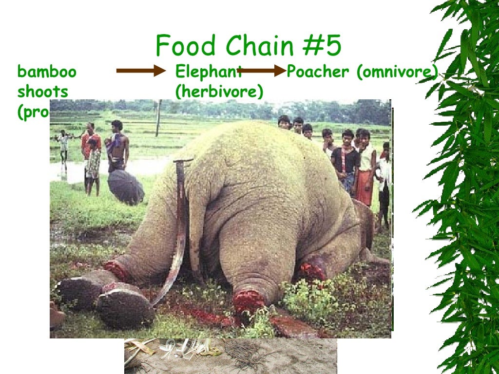 Mountain Gorilla Food Chains