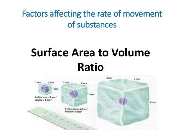 osmosis rate potato surface area Measuring the rate of osmosis in potato cells skill area p osmosis is defined as free water molecules diffusing from a high concentration to a low concentration. osmosis rate potato surface area Measuring the rate of osmosis in potato cells skill area p osmosis is defined as free water molecules diffusing from a high concentration to a low concentration.