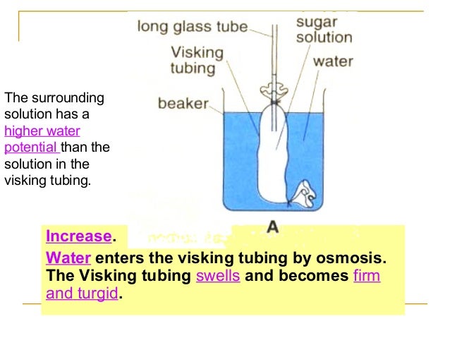 osmosis in visking tube experiment Flow chart to investigate the effect of amylase on starch and test for starch and sugar designed with weak y7 in mind, could be used for any group and eal. osmosis in visking tube experiment Flow chart to investigate the effect of amylase on starch and test for starch and sugar designed with weak y7 in mind, could be used for any group and eal.