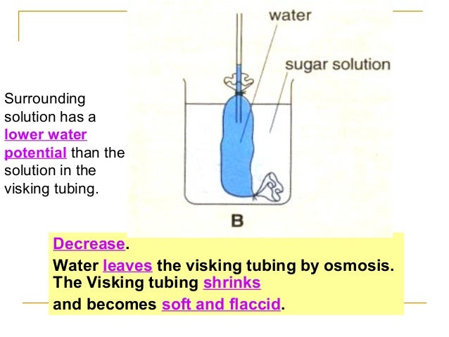 visking tubing and osmosis visking tubing and osmosis