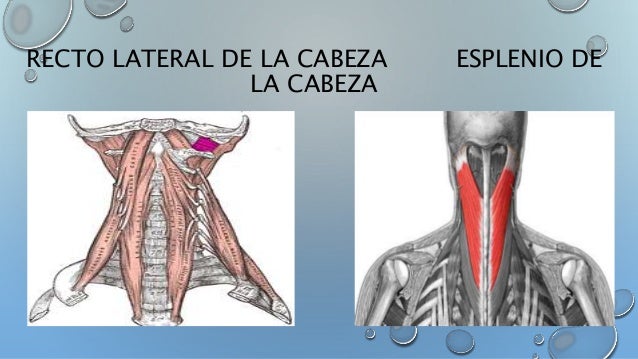 Músculos de cráneo, cara y cuello