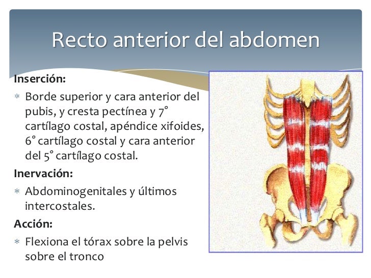 Pastillas para adelgazar sin receta medica en mexico Las funciones pastillas para adelgazar sin receta medica en mexico consumo agua
