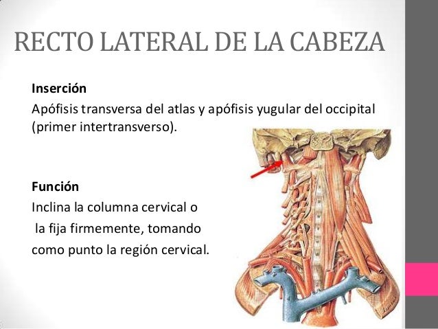 Músculos de la cabeza