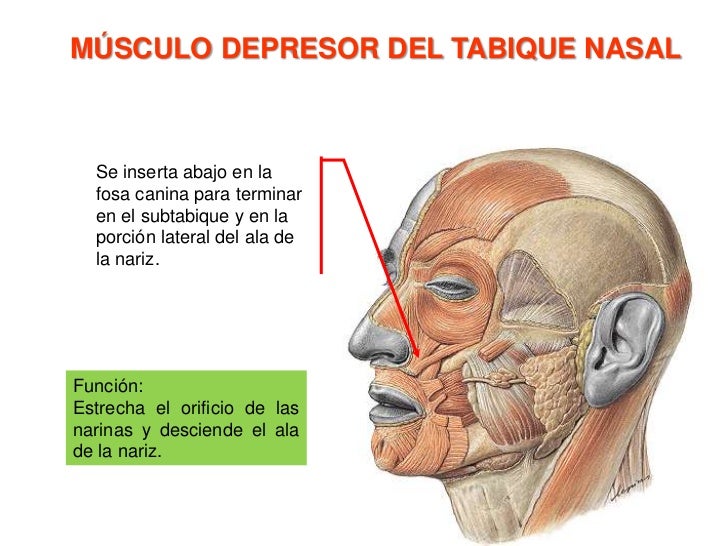 Músculos de la expresión facial. Músculos de la expresión facial.