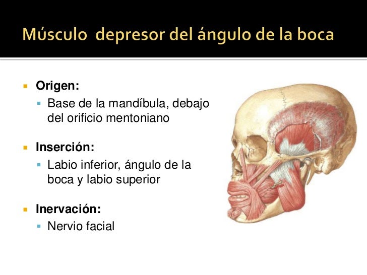 Músculos de la expresión facial. Músculos de la expresión facial.